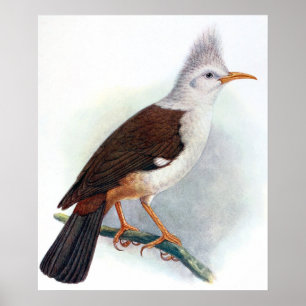 Poster Vintage Hoopoe Starling Bird
