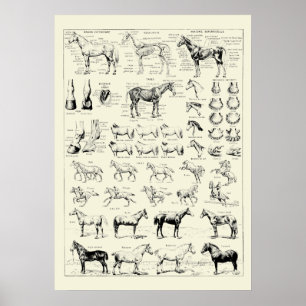 Poster Vintage Horse Anatomy