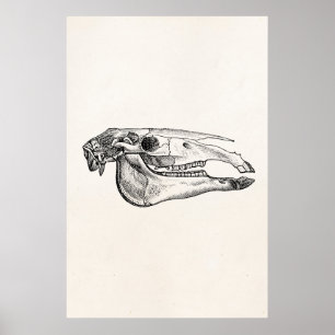 Poster Vintage Horse Skull Skeleton Personalized Skeleton