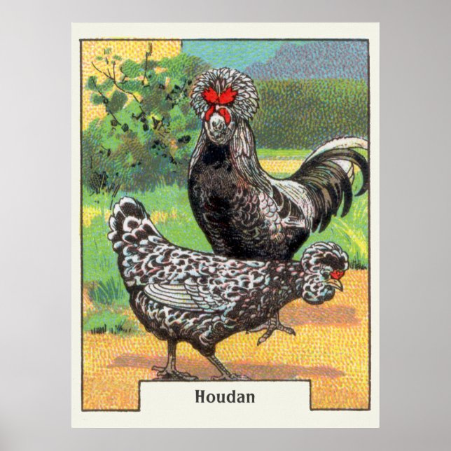 Poster Vintage Houdan Chicken (Devant)