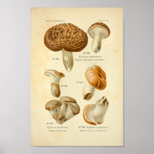 Poster Vintage Hydnum Champignons Brown Art