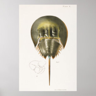 Poster Vintage Illustration of shellfish