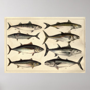 Poster Vintage Illustration of Tunas, Mackerels & Bonitas