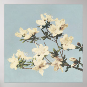 Poster Vintage japonais Azaleas
