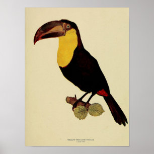 Poster Vintage jaune à gorge toucan couleur photo