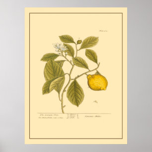 Poster Vintage Lemon Tree Botanique Kitchen Art
