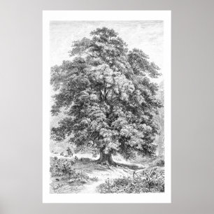 Poster Vintage Linden Tree Black and White Antique Print