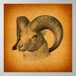 Poster Vintage Longhorn mouton Art antique Rustique Orang
