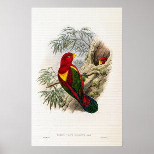 Poster Vintage Lory à manches jaunes par John Gould