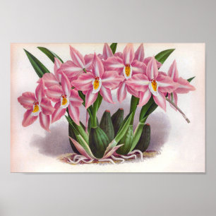 Poster Vintage Luscid Orchidées Roses Crispum Fastuosum