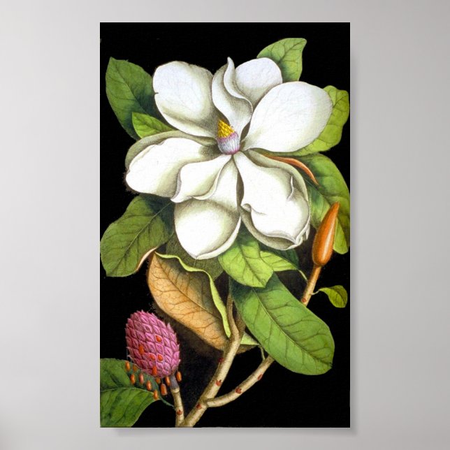 Poster Vintage Magnolia Botanique (Devant)