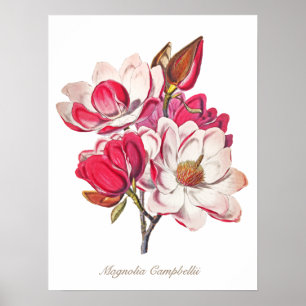 Poster Vintage Magnolia rose Fleurs blanches