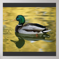 Poster vintage Mallard Duck Art