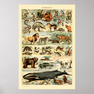 Poster Vintage Mammals by Adolphe Millot
