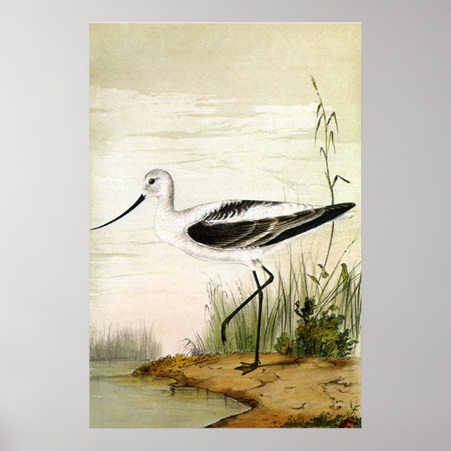 Poster Vintage Marine Life Shorebirds, Avocet Birds (Devant)