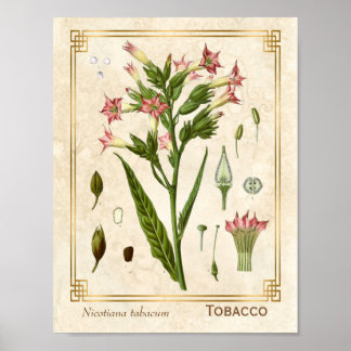 Poster Vintage médicinal Plante tabac Herbe Botanique