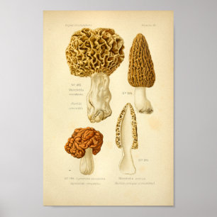Poster Vintage Morchella Champignons Brown Art Imprimer F