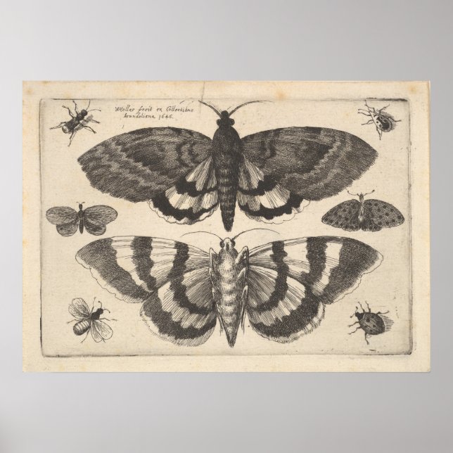 Poster Vintage Moth Lepidoptera Art Imprimer (64) (Devant)