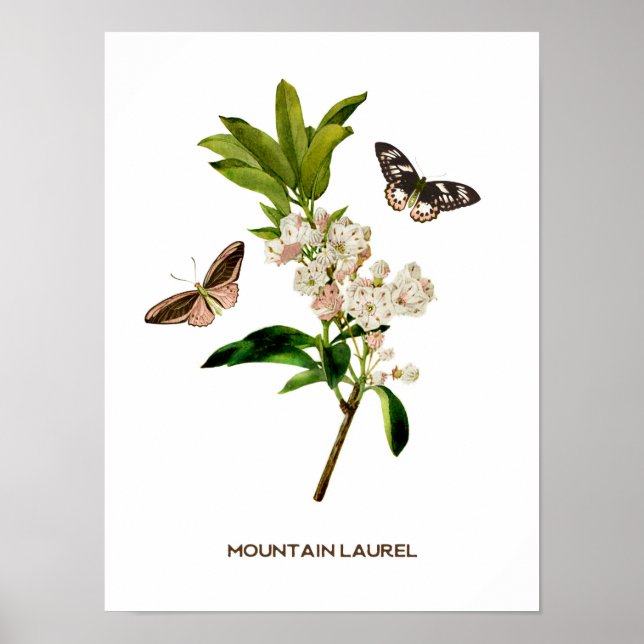 Poster Vintage Mountain Laurel Botanique (Devant)