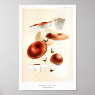 Poster Vintage Mushrooms Russula Red Art Print