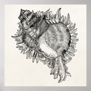 Poster Vintage Ocean Seashell Shell Personalized Template