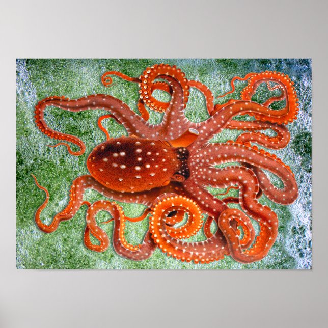 Poster vintage océanique octopus (Devant)
