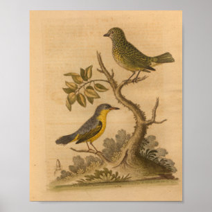 Poster Vintage Oiseau jaune vert