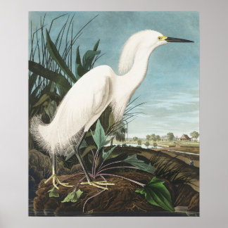Poster vintage Oiseau Mur Art - Aiguille Blanche