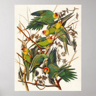 Poster vintage Oiseau Oiseau Mur Art - Carolina Pa
