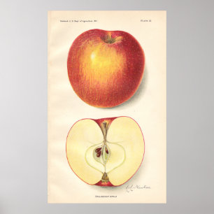 Poster vintage Opalescent Apple