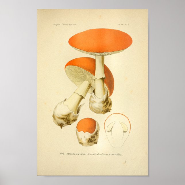 Poster Vintage Orange Champignons Art (Devant)