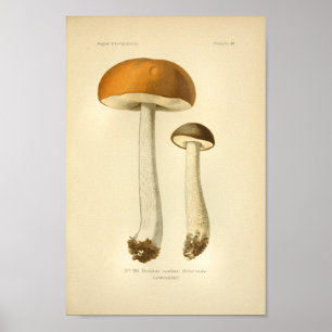 Poster Vintage Orange Champignons Brown Art