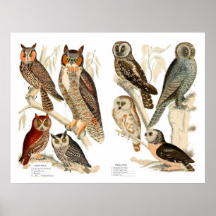 Poster Vintage Owls Print