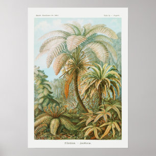 Poster Vintage Palm Trees, Retro Botanical