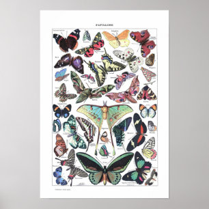 Poster vintage Papillons Larousse pour tous