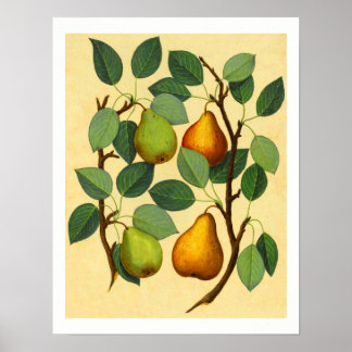 Poster Vintage Pears v.2