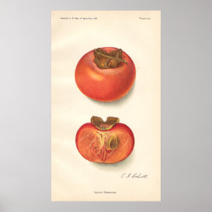Poster vintage Persimmon