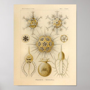 Poster Vintage Phaeodaria Color Ernst Haeckel Imprimer