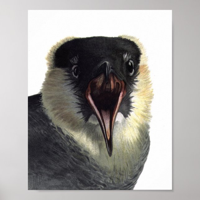 Poster vintage Pomarine Jaeger Imprimer (Devant)