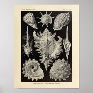 Poster Vintage Prosobranchia Ernst Haeckel