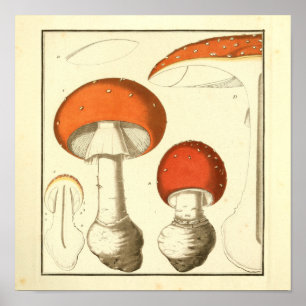 Poster Vintage Red Casquette Champignons Art Print