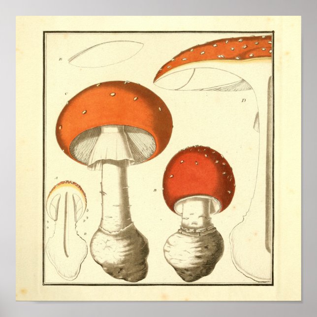 Poster Vintage Red Casquette Champignons Art Print (Devant)