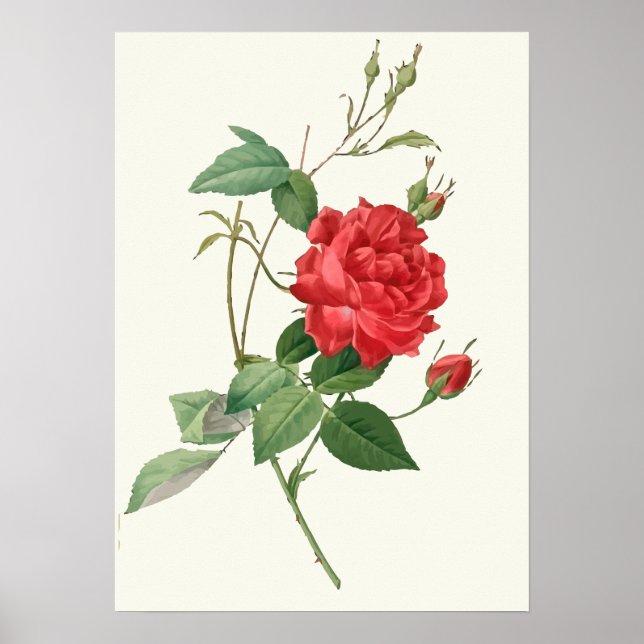 Poster Vintage Red Roses Botanique Imprimer (Devant)