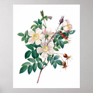 Poster vintage rose blanc de roses