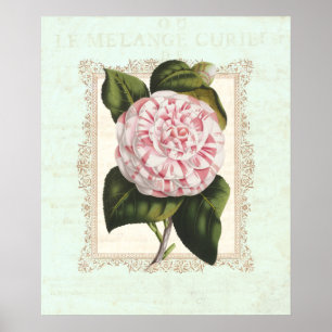 Poster Vintage rose et blanc Camellia Shabby Elégance