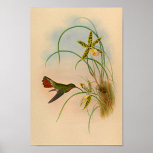 Poster Vintage Rouge Colibri Imprimer Fleur jaune