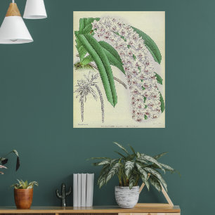 Poster Vintage Saccolabium Blumei Orchidée