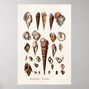Poster Vintage Sea Shells Personalized Retro Auger Shell