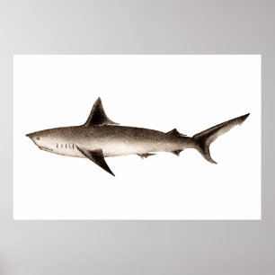 Poster Vintage Shark Illustration - Retro Sharks Template