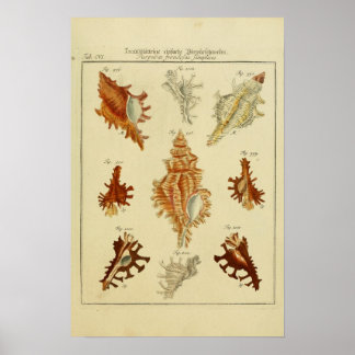 Poster vintage Shells